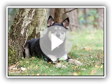 Pastor da Lapà´nia / Raça de cachorro